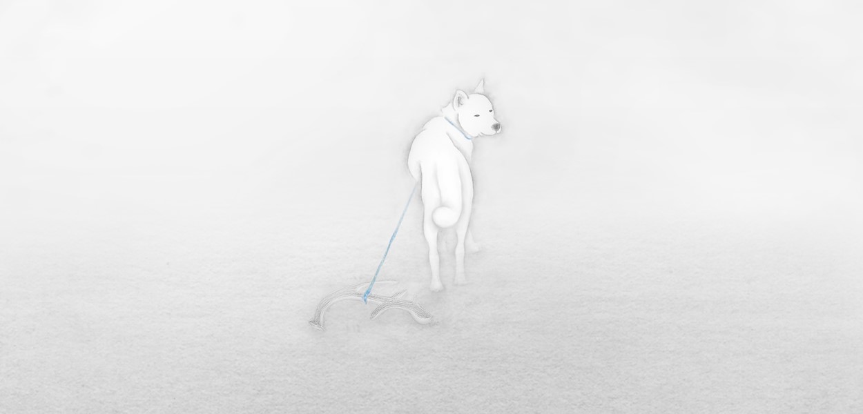 a White Dog over the Fog 