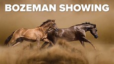 americanhorses_thumb.jpg