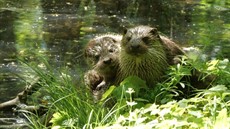 otter_thumb.jpg