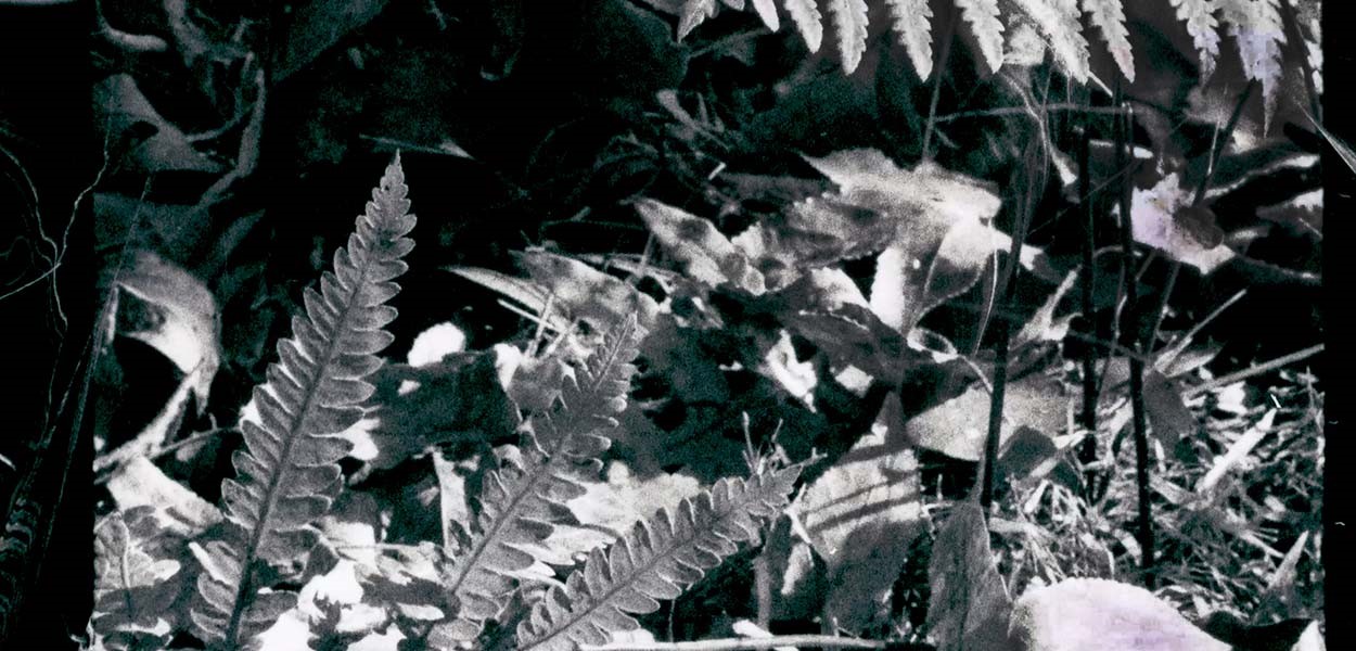 To Live and Die in the Shadows: Ferns, Survival, and Horizontal Gene Transfer 