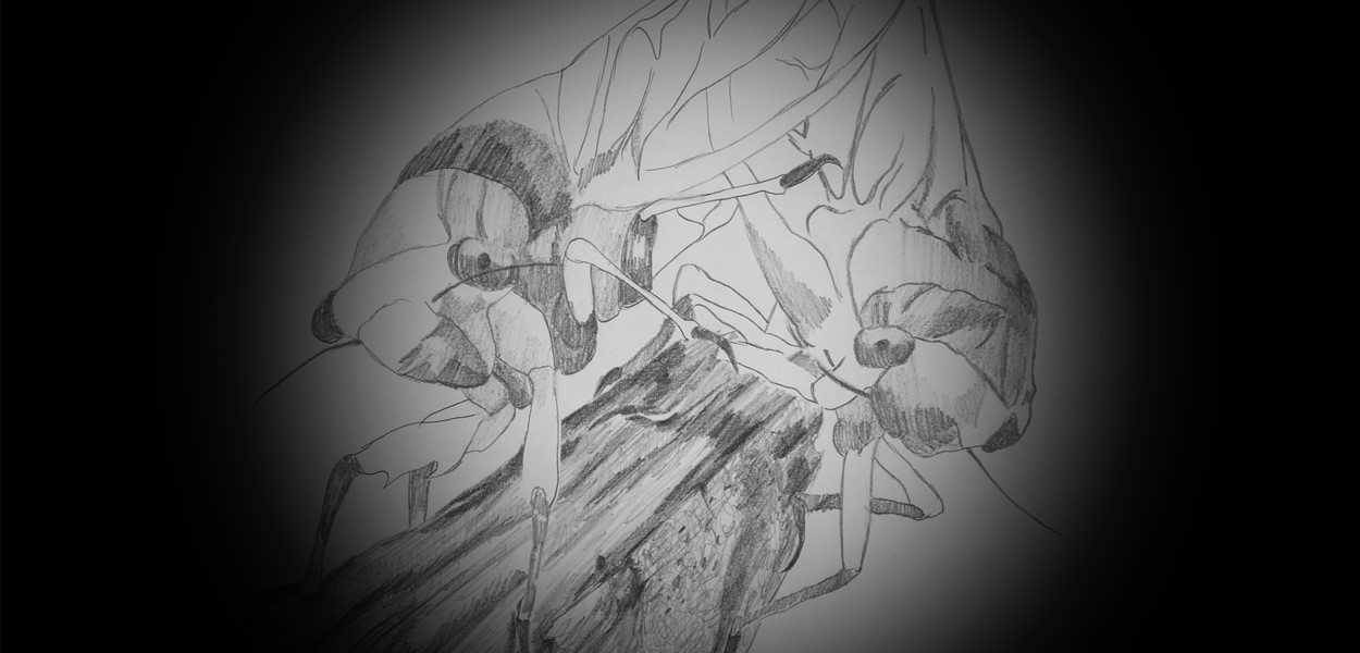 Cicada 