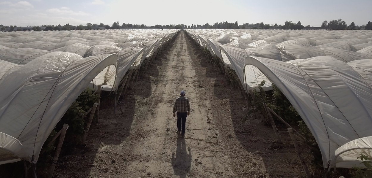 The Last Harvest 