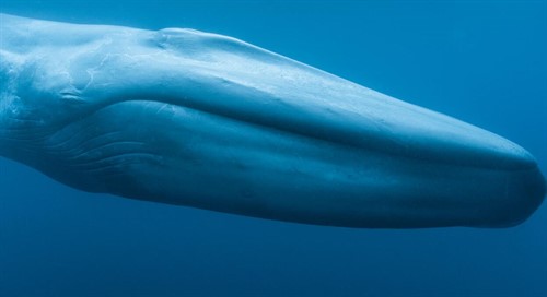 1.-Blue-whale-underwater-1920x1280_thumb.jpg