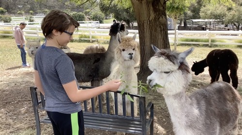 Alpacas2_thumb.jpg