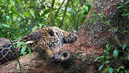 Rewilders-011_thumb.jpg