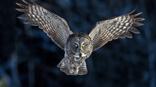 owl_thumb.jpg