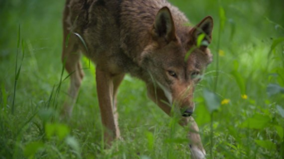 Red Wolf Revival 