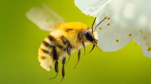 secrets-of-the-bees-art-1420x798_thumb.jpg