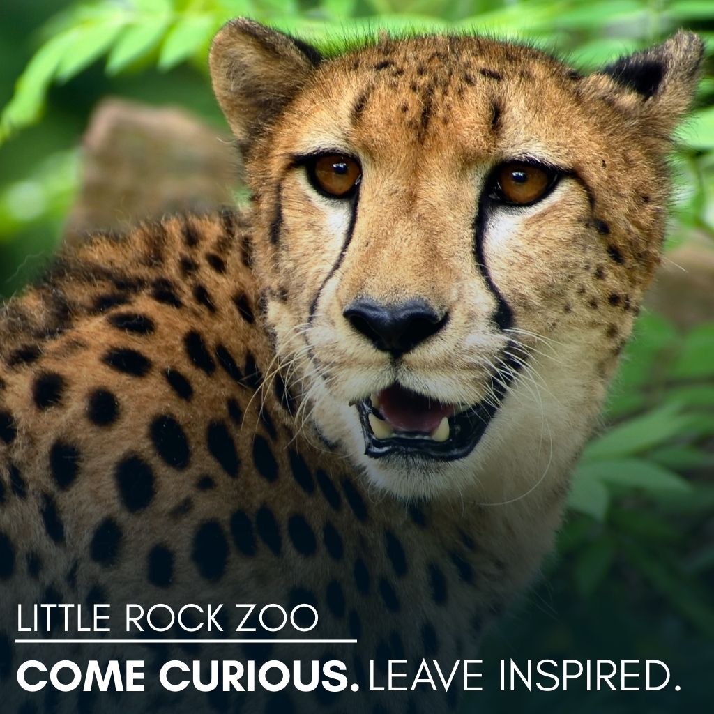 Guests enjoying a visit to the Little Rock Zoo