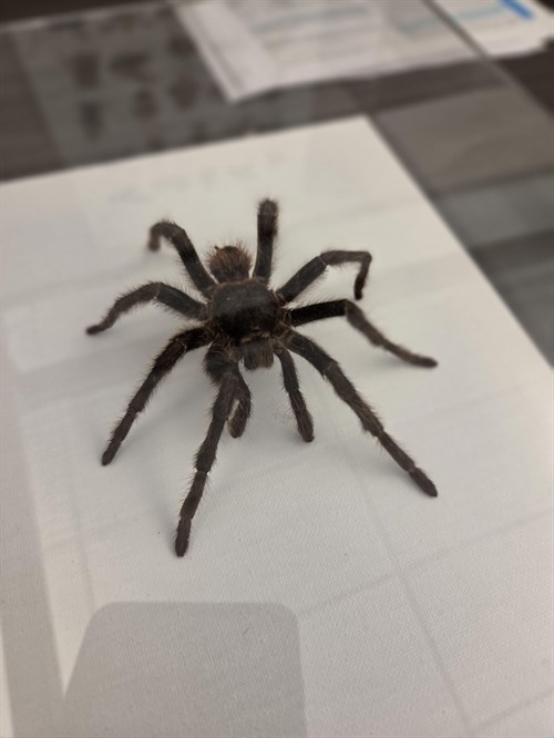 spider_thumb.jpg