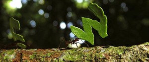 night_Of_Insect_1080x450_thumb.jpg